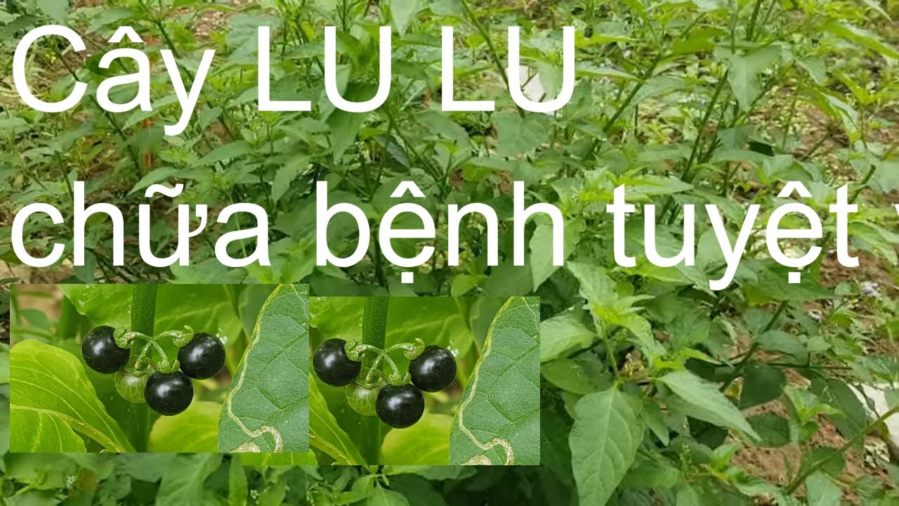 C&acirc;y Lu Lu chữa được rất nhiều bệnh | Nguyễn Viết H&ograve;a