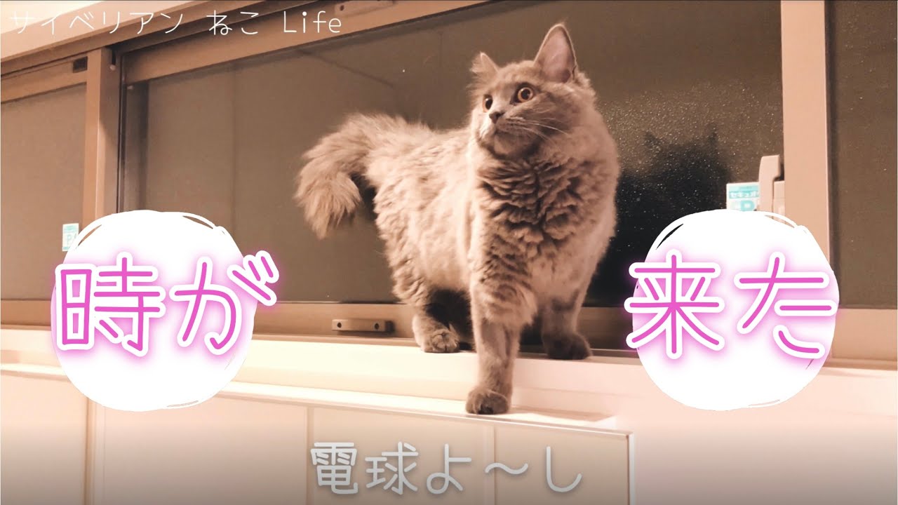 【サイベリアン子猫】あせるねこ