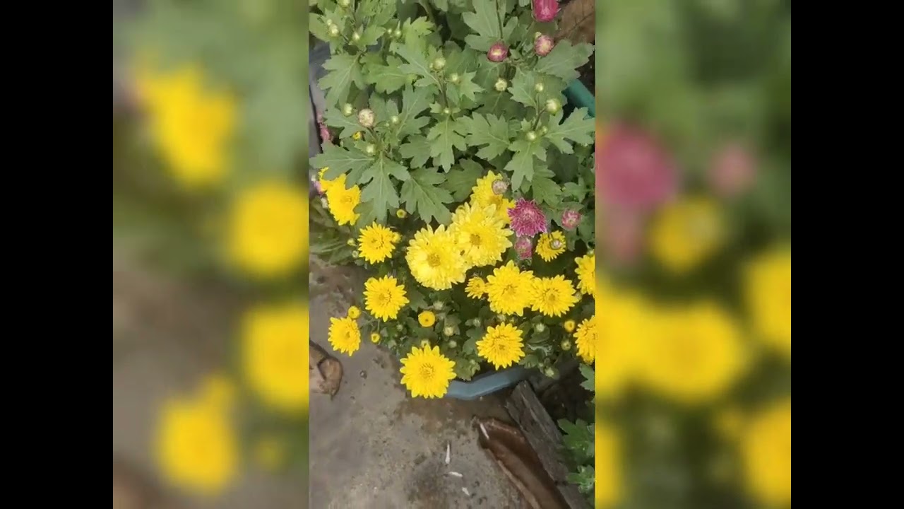 চন্দ্রমল্লিকা ২০২৬