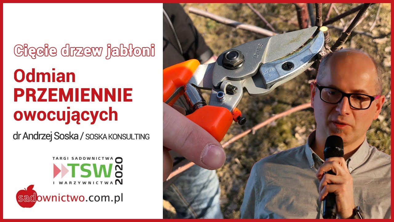 #Cięcie #drzew #jabłoni - odmiany PRZEMIENNE owocujące - dr Andrzej Soska - TSW 2020