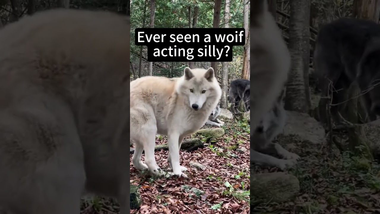 Funny Dog #Funny #Cute #Baby #Trending #ForYou