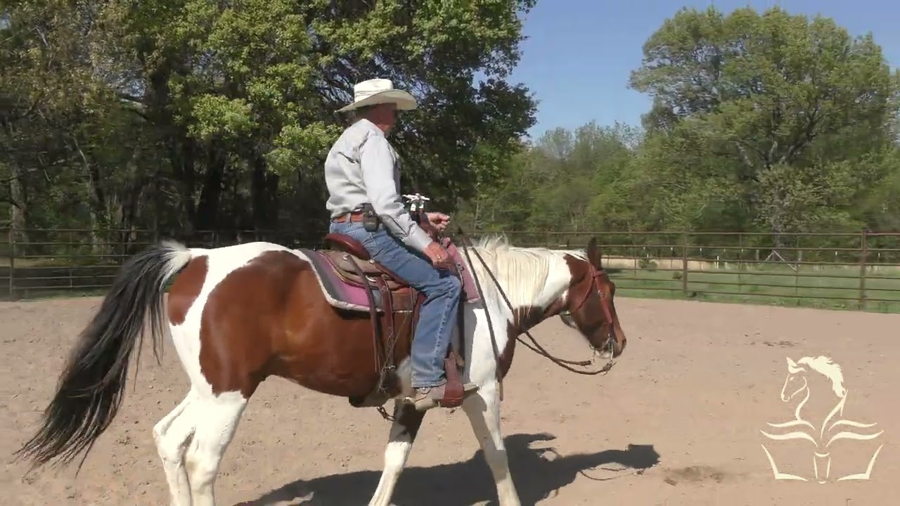 My Horse Needs to Try Harder