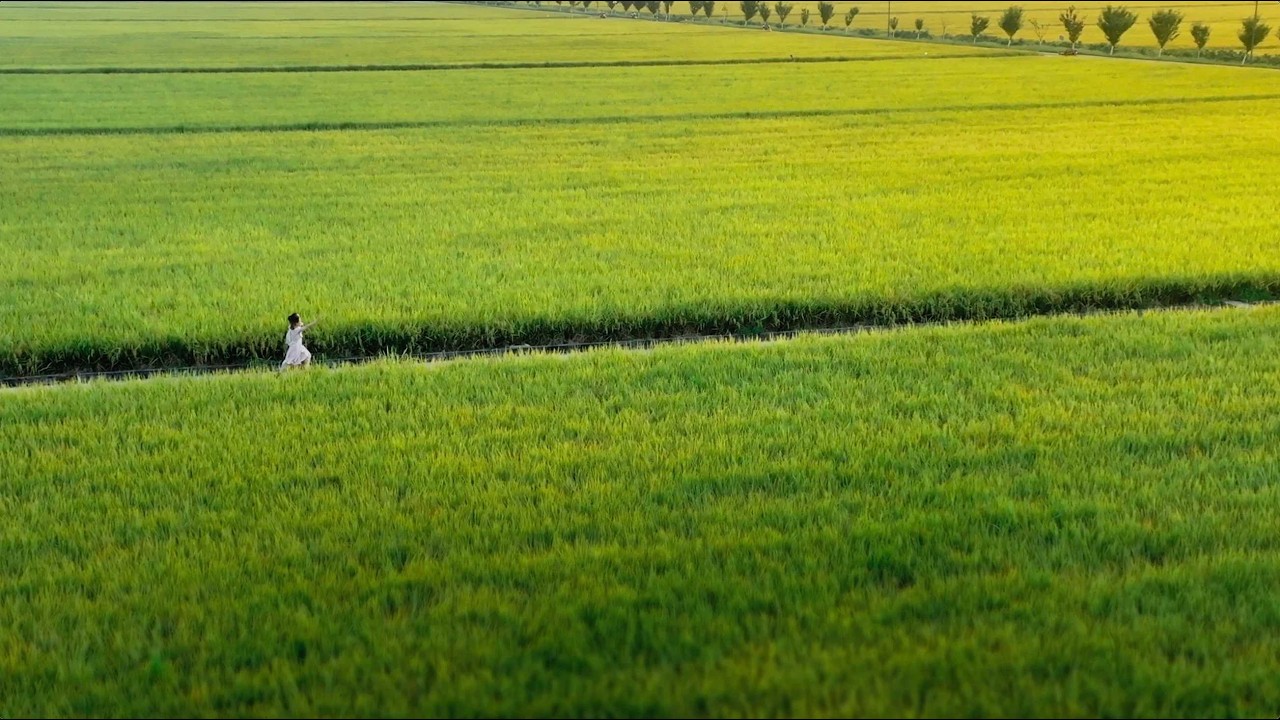 Heilongjiang: From a great wilderness to China's 'Great Northern Granary'