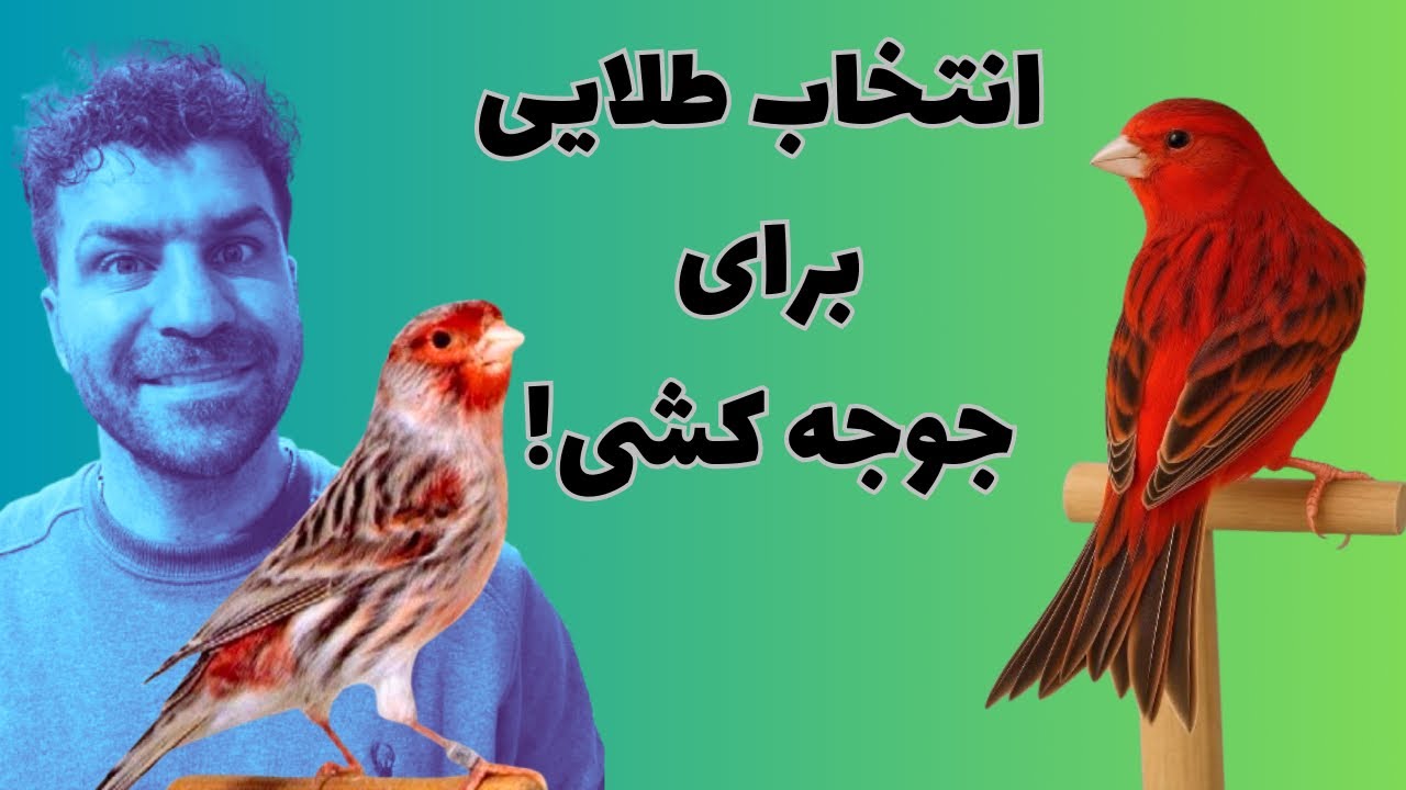 «قناری ای که هیچ وقت رو دستت نمیمونه!»
