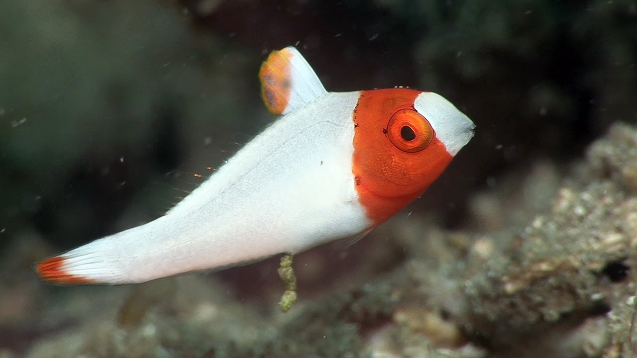 Mucky Secrets - Part 11 - Juvenile Fishes - Lembeh Strait