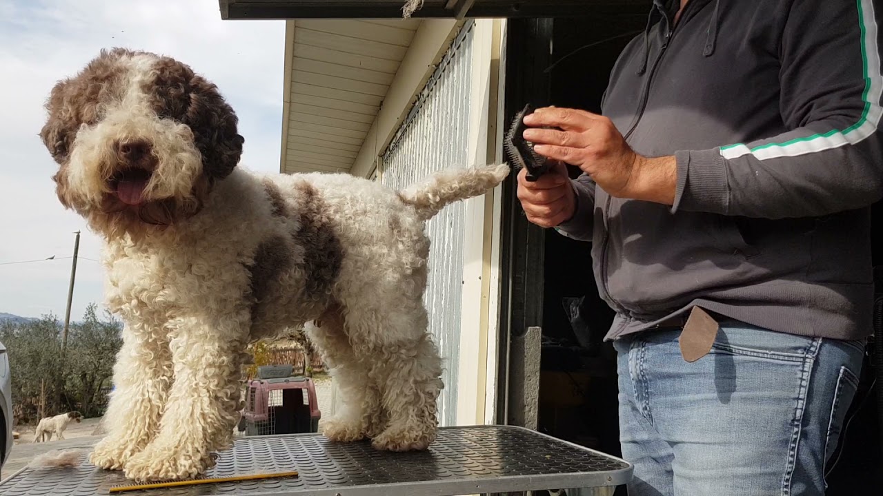 Toelettatura del lagotto. Parte prima. Lagotto's grooming.
