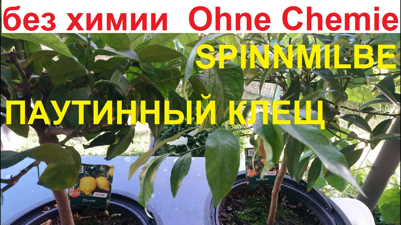 Der Kampf gegen Spinnmilben an ZITRUSPFLANZEN. Паутинный КЛЕЩ на ЦИТРУСОВЫХ. Как бороться?