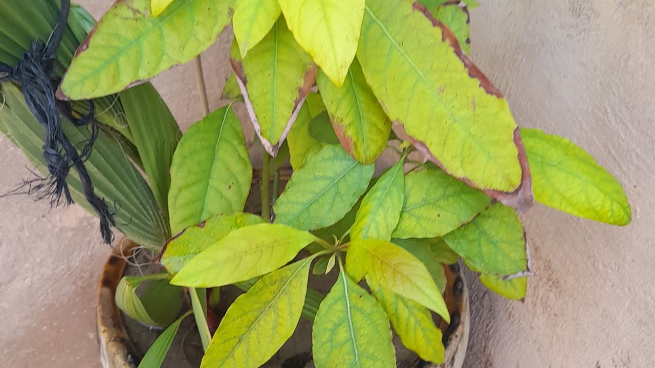 مساء الخير على الجميع بصحتكم الفطور