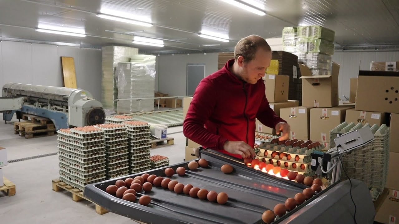 Wie kommen die Eier in den Karton? Die Packstelle der Brandenburger Bio-Ei GmbH