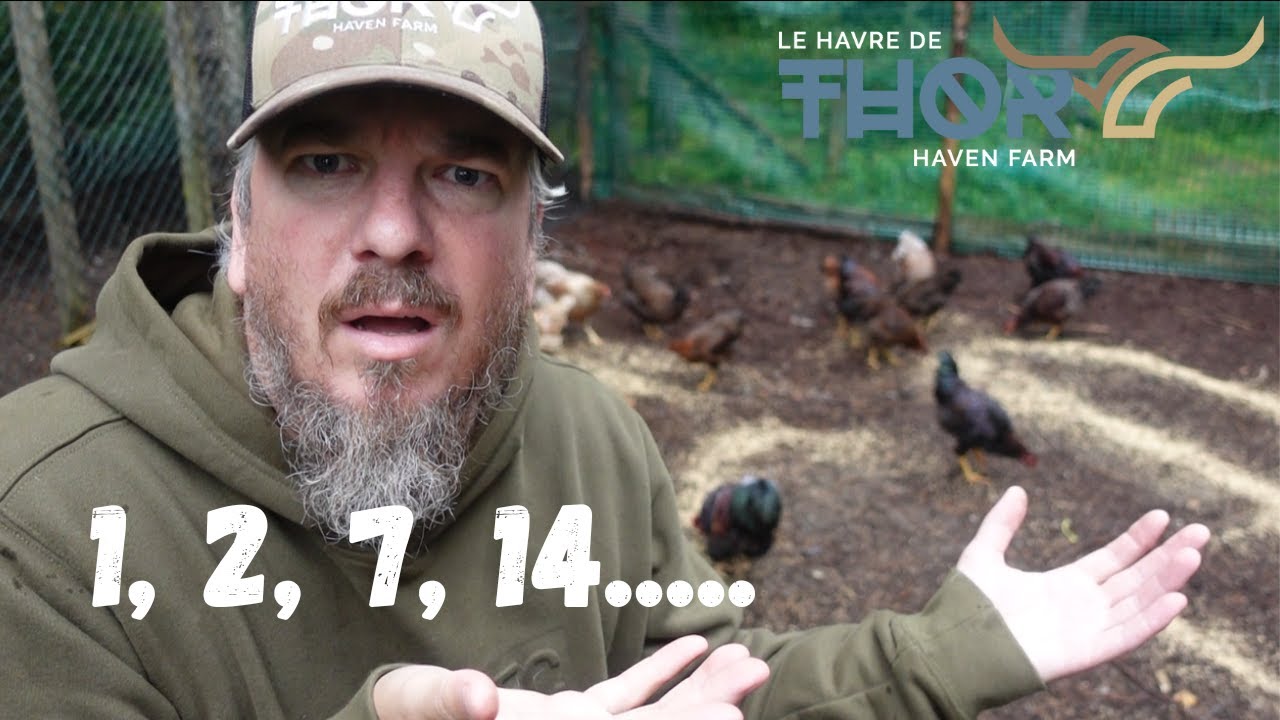 The Hidden Secrets of Chicken Math Revealed!