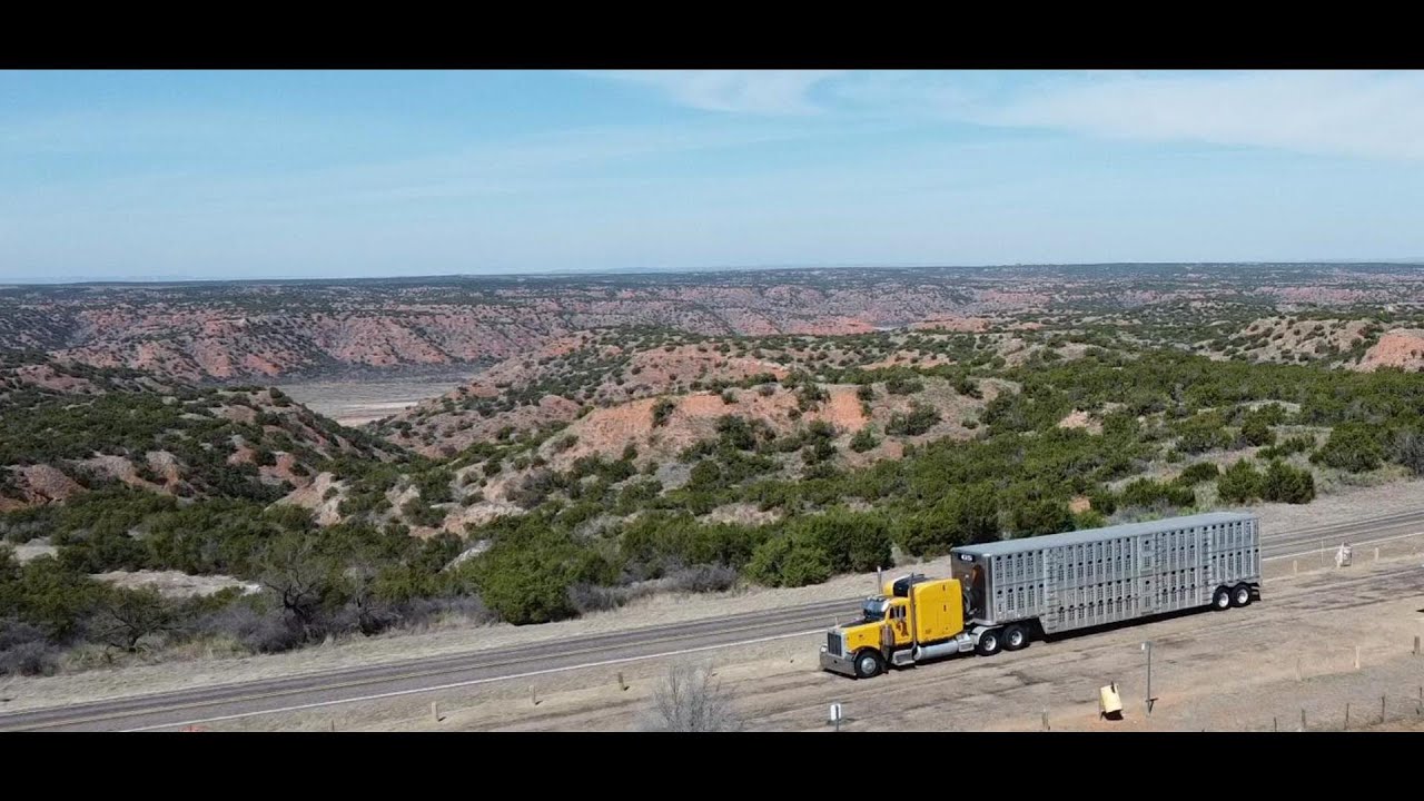 Miles and Miles of Texas - Hauling Heifers - Dimebox TX to Hartley TX 