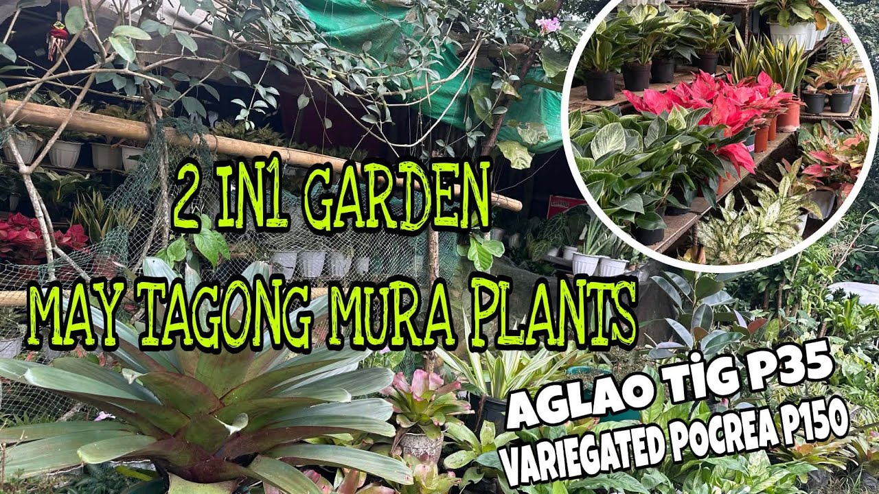 2IN1 GARDEN NGAYON LANG MAKIKITA/DULO UMPISA MURA @PlantFairy  #gardentour #garden