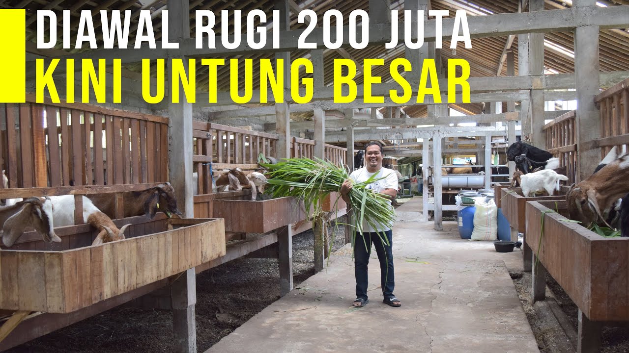 Awal Usaha Rugi Ratusan Juta, Kini Mantan Karyawan Distro Meraup Untung Dari Ternak Kambing Domba