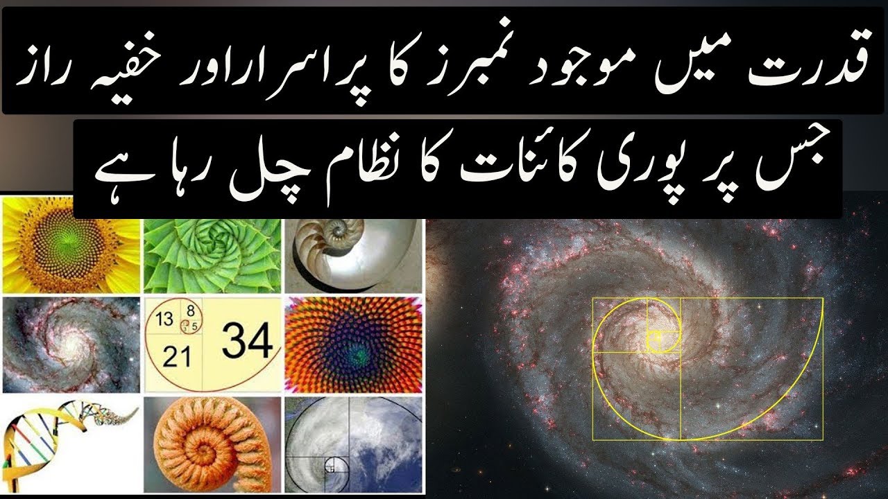Fibonacci Series in Nature Explained| Urdu / Hindi