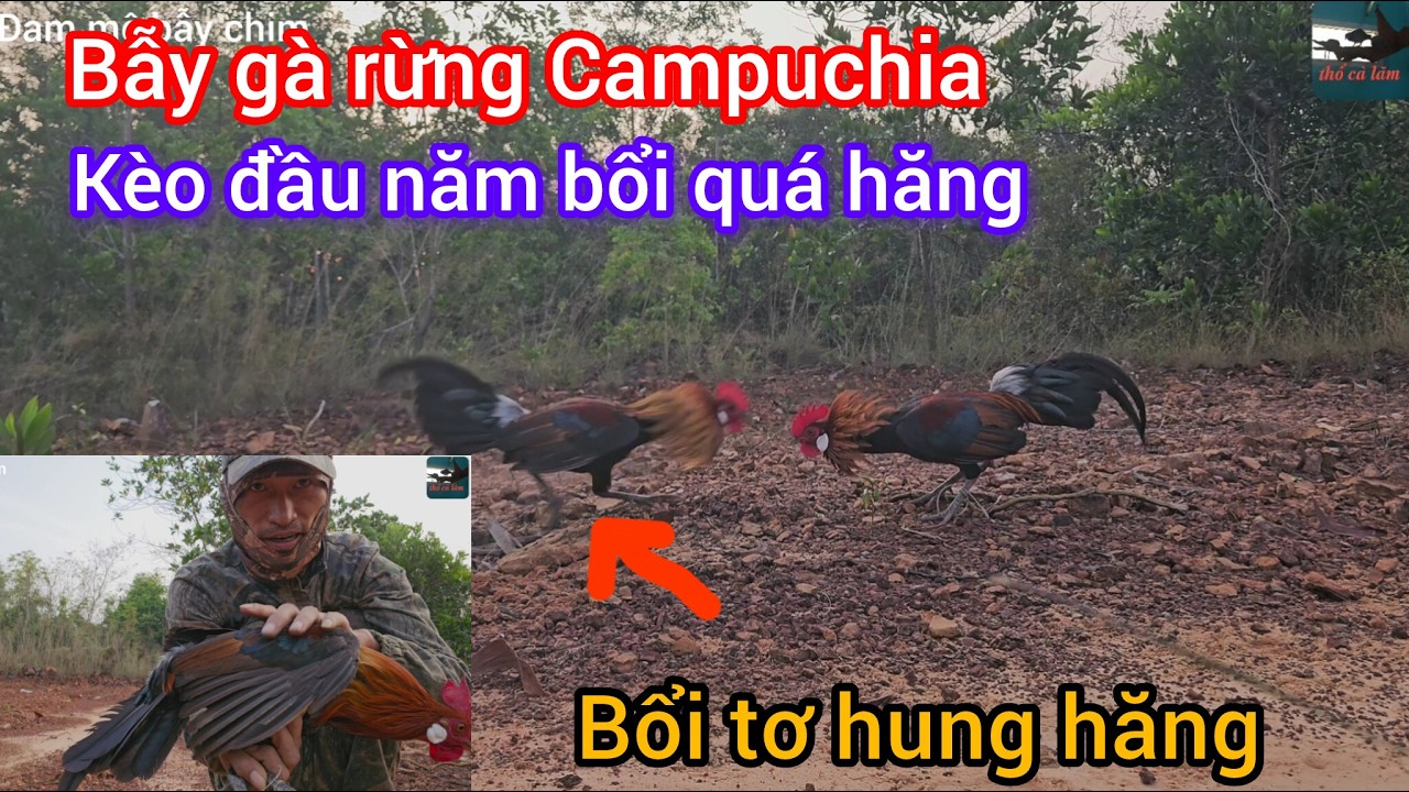 Bẫy gà rừng Campuchia 2026- kèo đầu năm mới thu phục bổi tơ hưng hăng