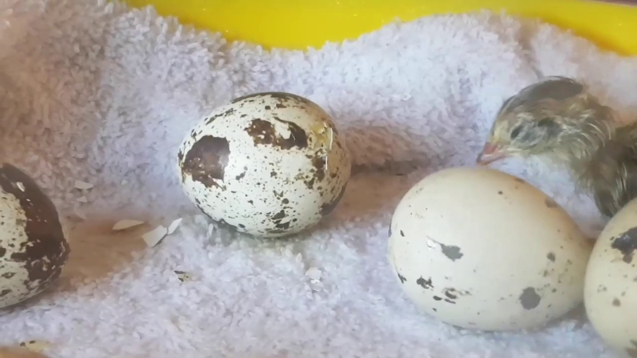 Quail eggs hatching!