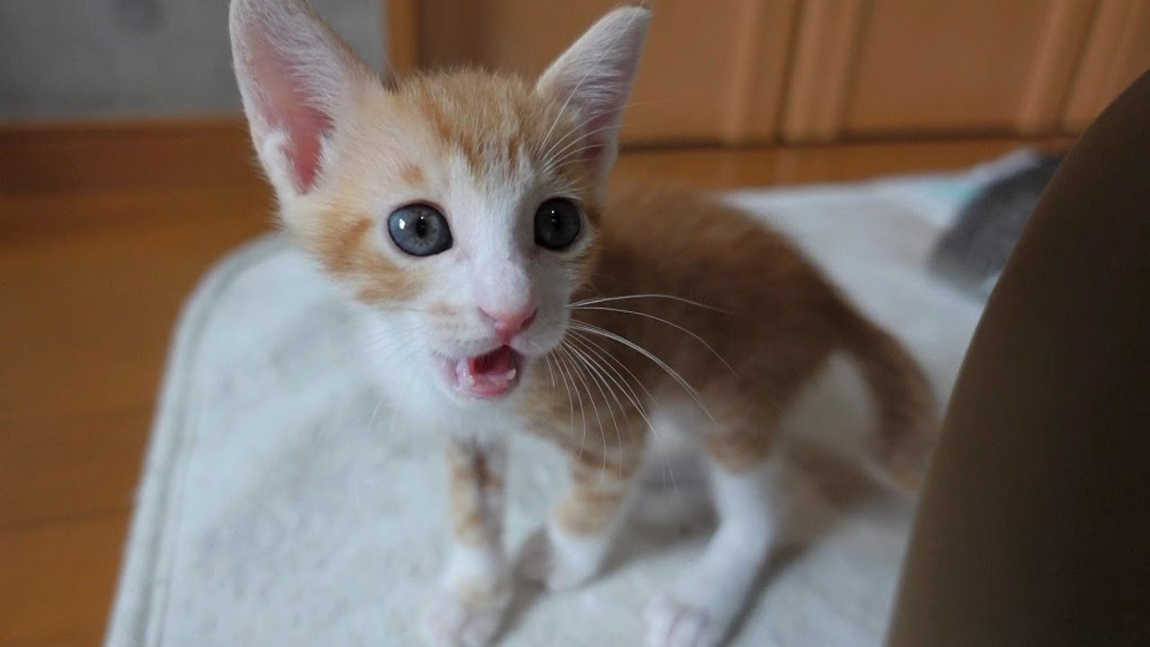 【生後41日】ご飯を食べ終わると「ごちそうさま！」を言いに来てくれる子猫