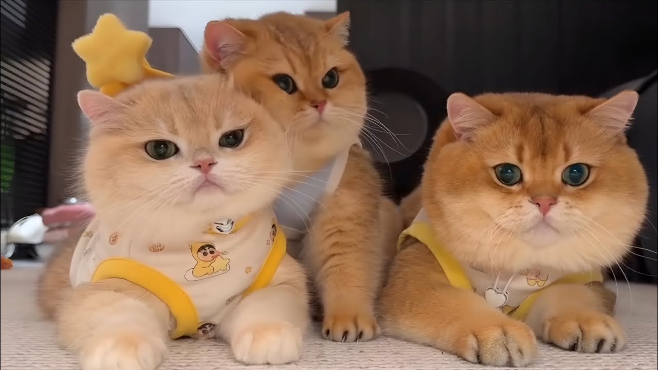 15 Minutes of Adorable Cats to Brighten Your Day ☀️🐾