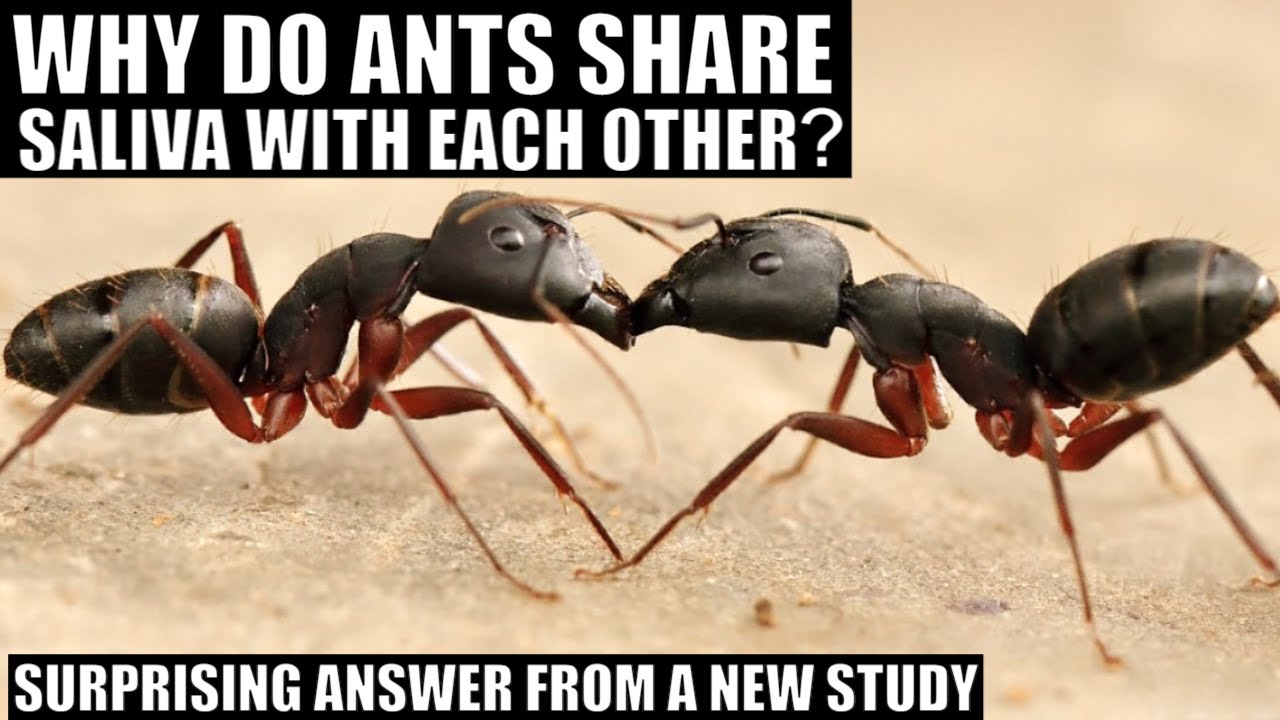 Ants Are a True Superorganism - They Literally Share a Stomach