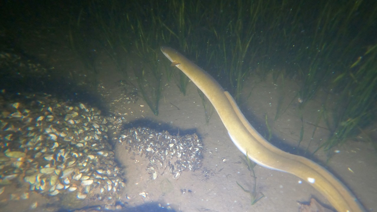 Night snorkeling with BIG American Eels and nocturnal fish and cleaning up Lake Champlain litter
