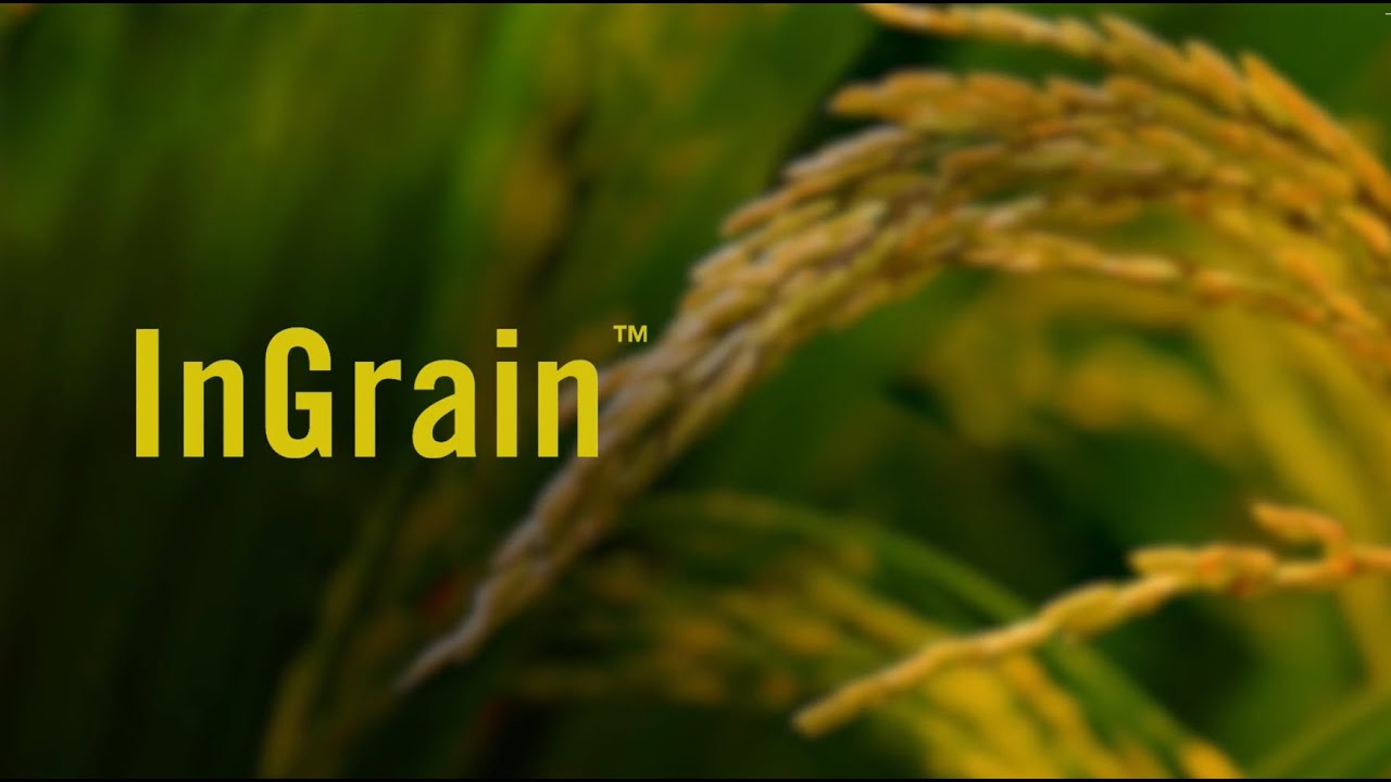 The Benefits of InGrain on Rice
