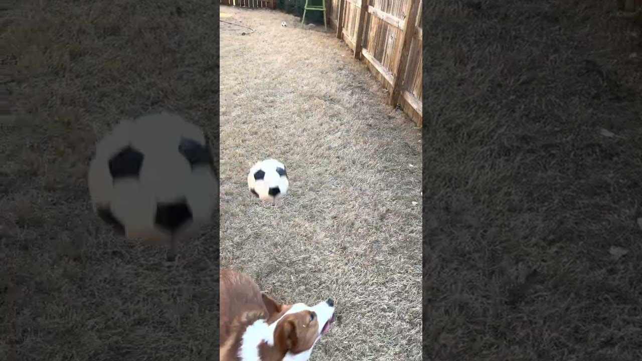 Pip and Finn playing with their soccer ball.  They love playing each and every day.