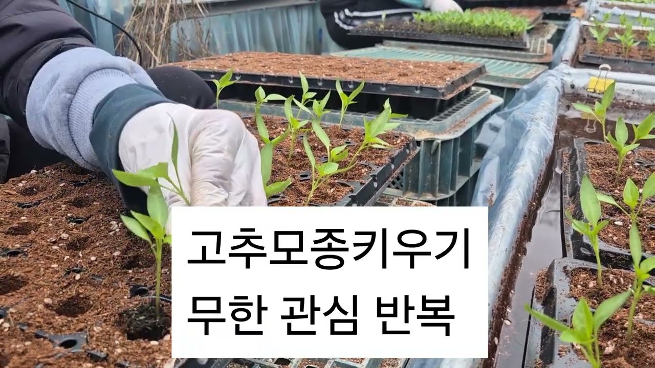 #햇고추#고추모종#고추모종키우기