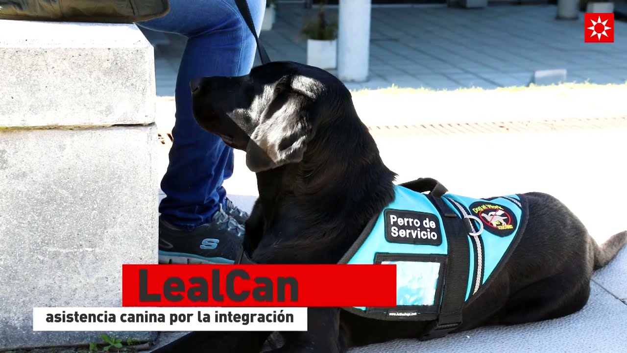 PERROS de APOYO EMOCIONAL o PERROS de ASISTENCIA PSIQUIÁTRICA | LealCan Adiestramiento