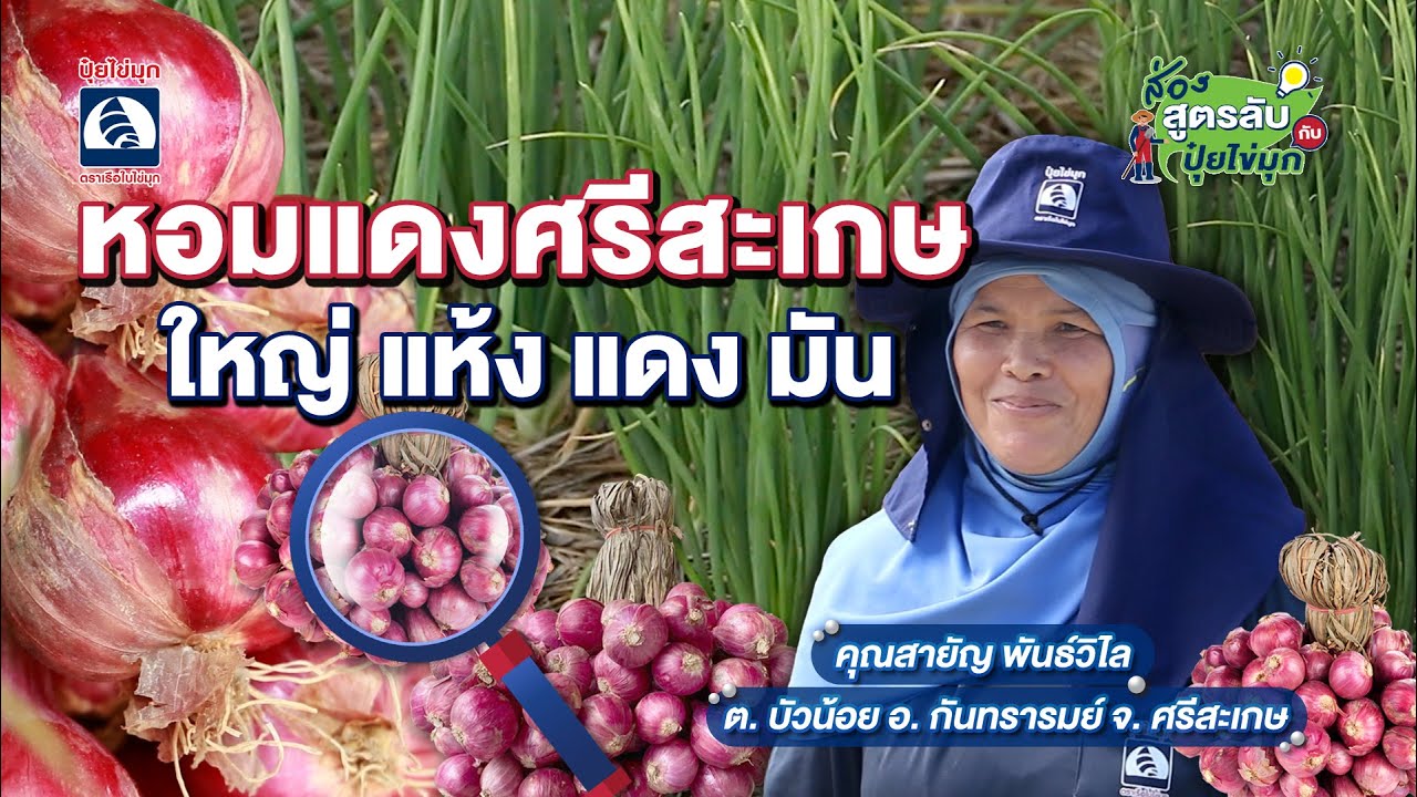 ส่องสูตรลับกับปุ๋ยไข่มุก ตอน หอมแดงศรีสะเกษ ใหญ่ แห้ง แดง มัน
