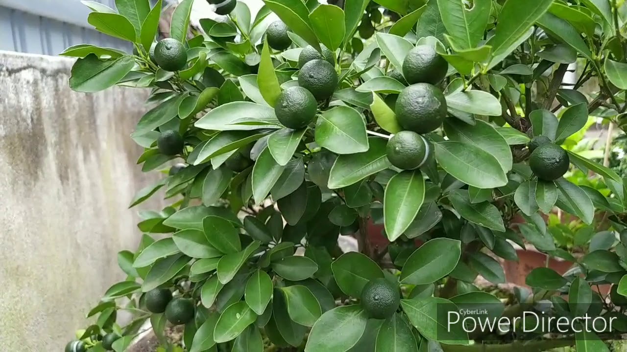 Biện pháp hãm quất tết chín sớm, bền trái,chơi được lâu
