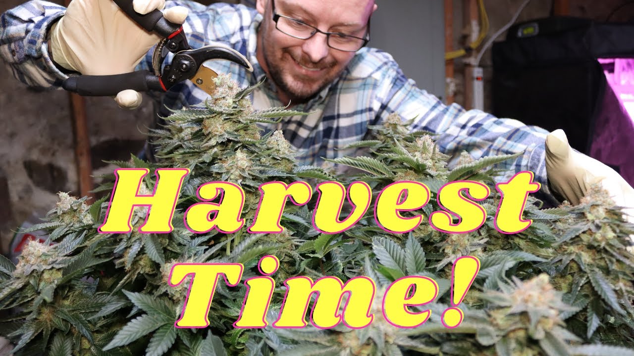 Harvest Time || Vivosun Bowl Trimmer Review
