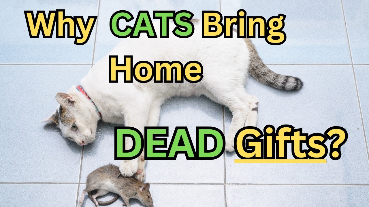 The Truth About Cat Hunting Instincts #facts #didyouknow #cats