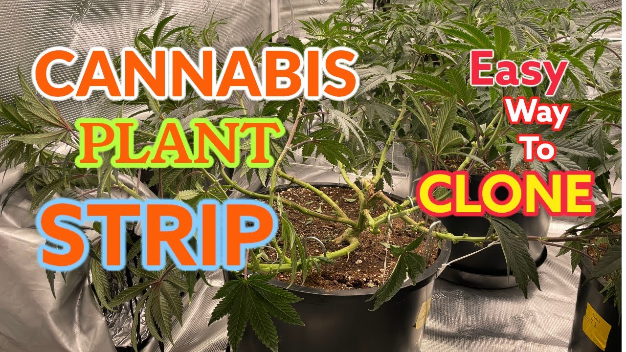 Setting up for colas - Easy way to clone