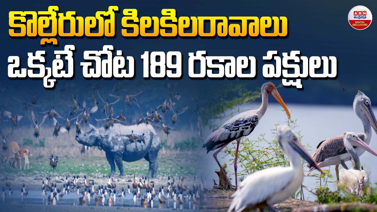 ఒక్కటే చోట 189 రకాల పక్షులు | Siberian & Australian Birds Arrive in Andhra’s Kolleru Lake | ABN