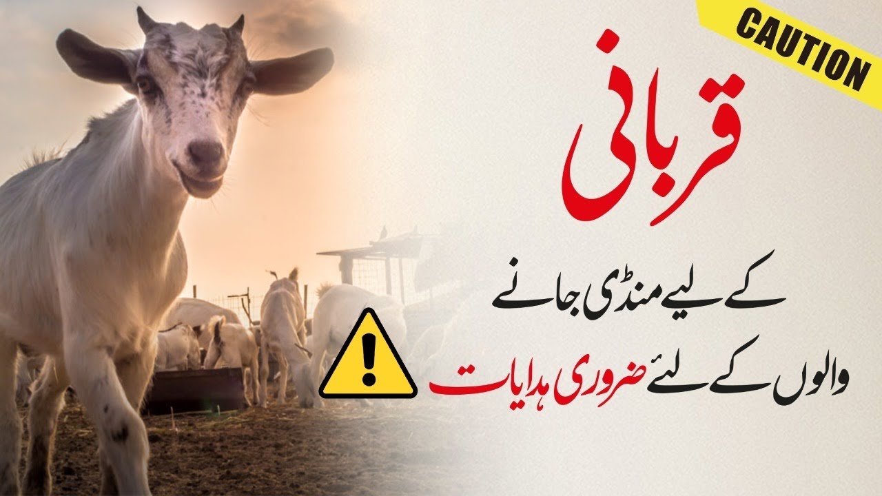 What to do when buying animalsl | جانور خریدتے وقت کون سے کام کرنے چاہئیں | Hafiz Ibrahim Naqshbandi