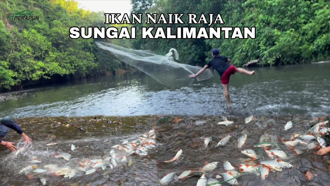 MENDIDIH‼️KAWANAN IKAN KENA JALA, INI BARU RUMAHNYA IKAN 🤣