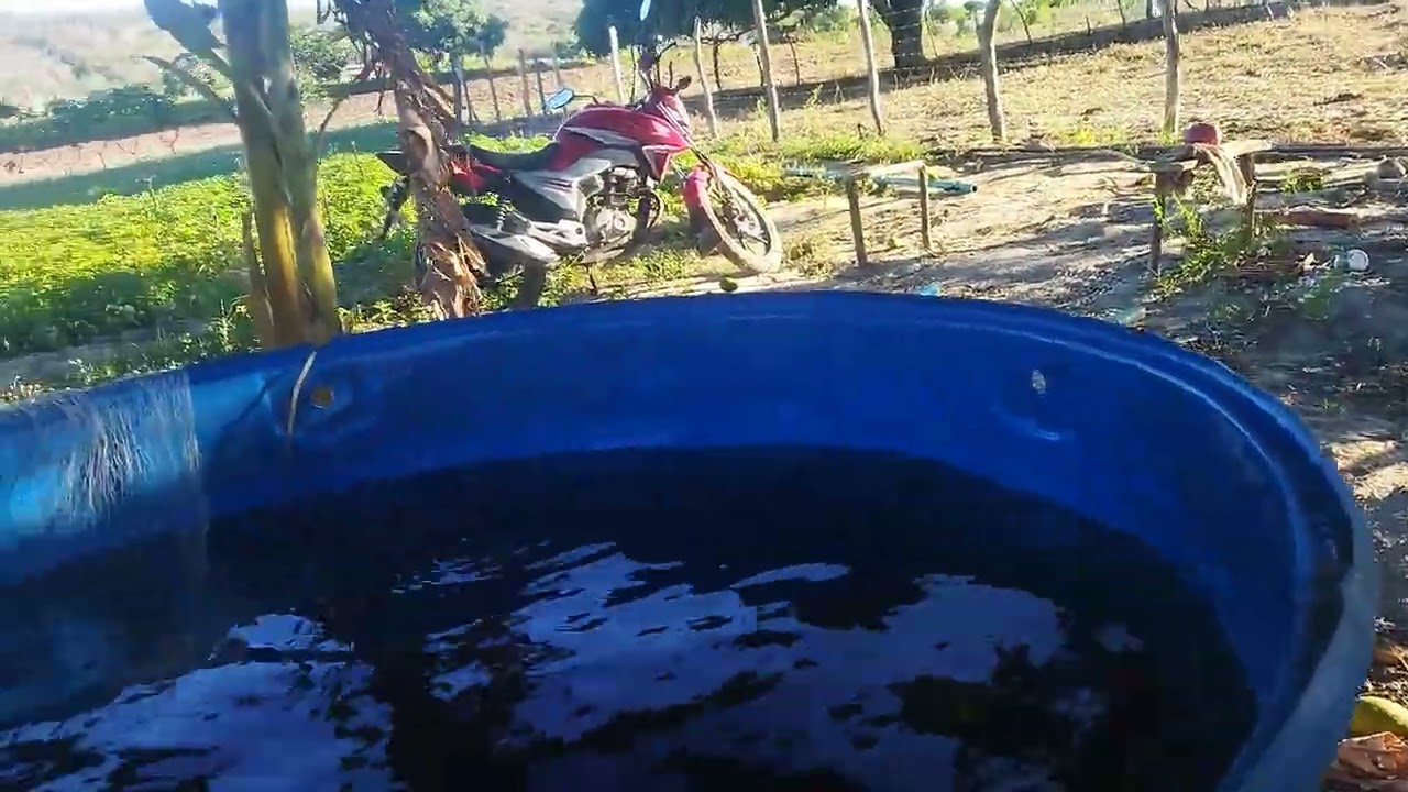Pescaria é chupando manga 🥭😋