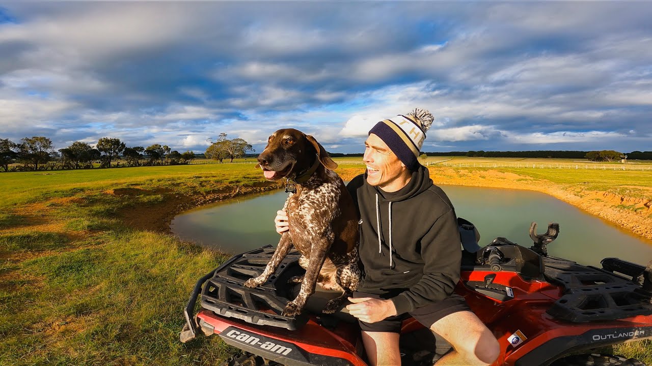 Meet Billy Dog our (GSP)
