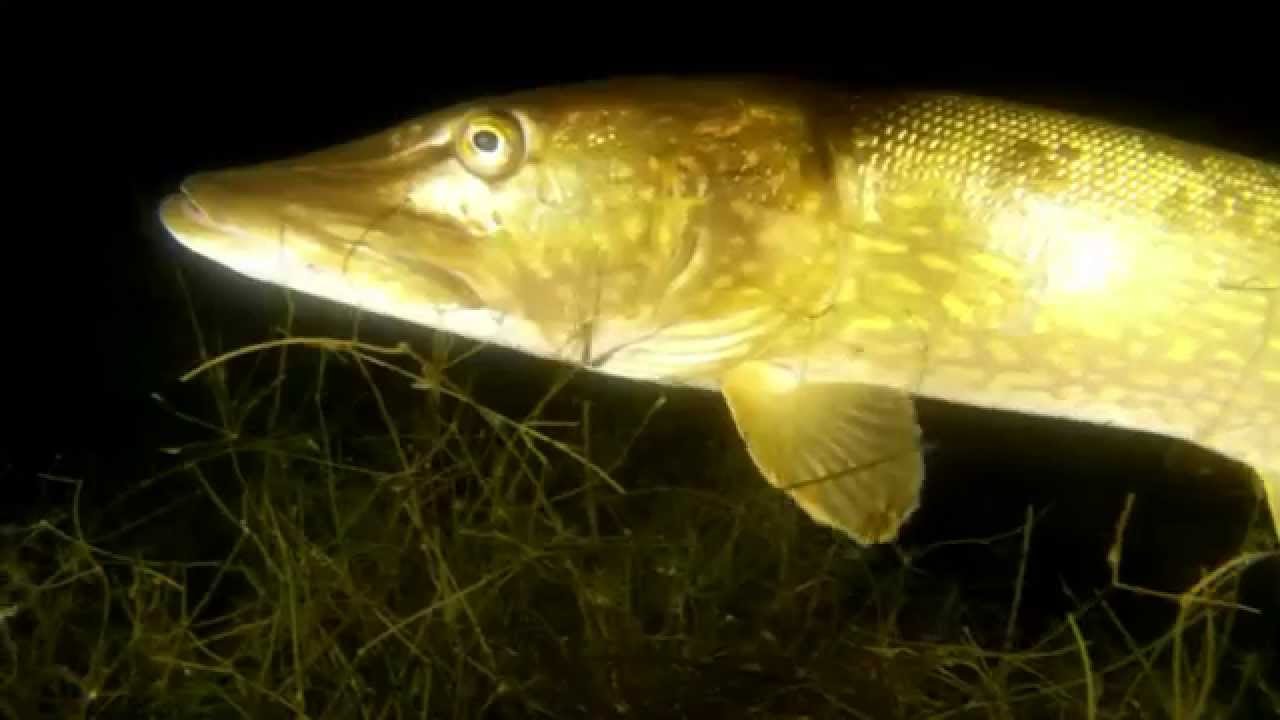 Lac Bleu carrière Roeux - Gros Brochets - diving quarry