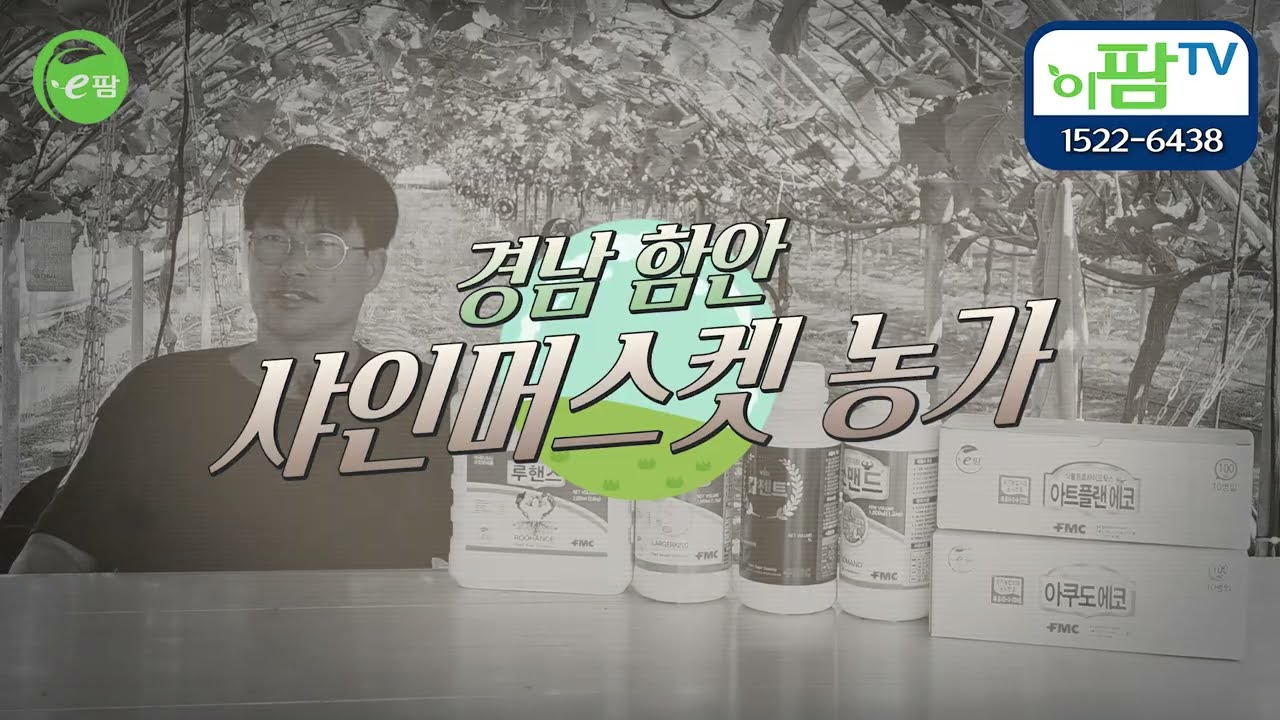 샤인머스켓 한 송이에 담긴 1년의 땀방울 l 농사 준비부터 수확까지 경남 함안 농가 이야기