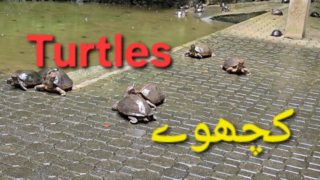 Turtles 