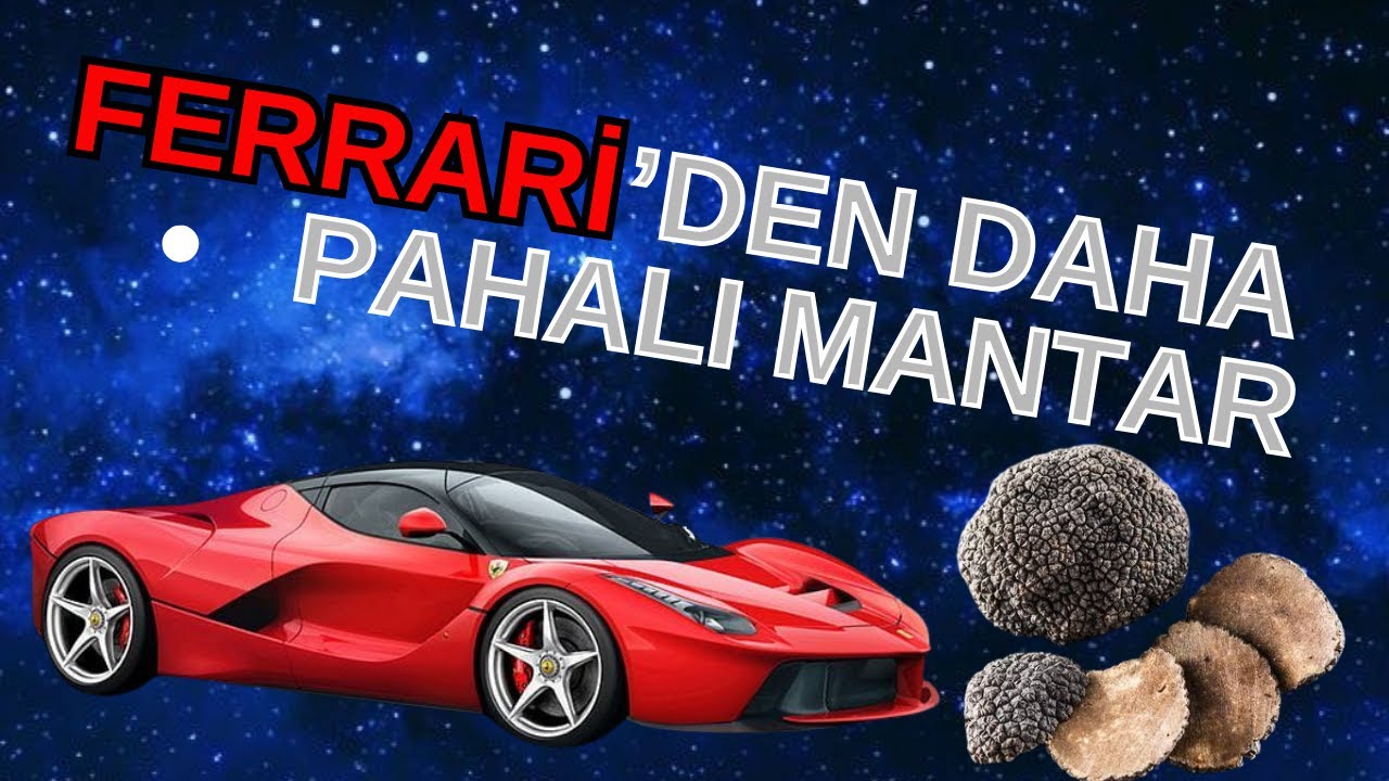 1 Günde TRÜF MANTARI avcılığı ile 5000 Dolar Kazanmak | Becerebilene Dünyanın En Güzel İşi