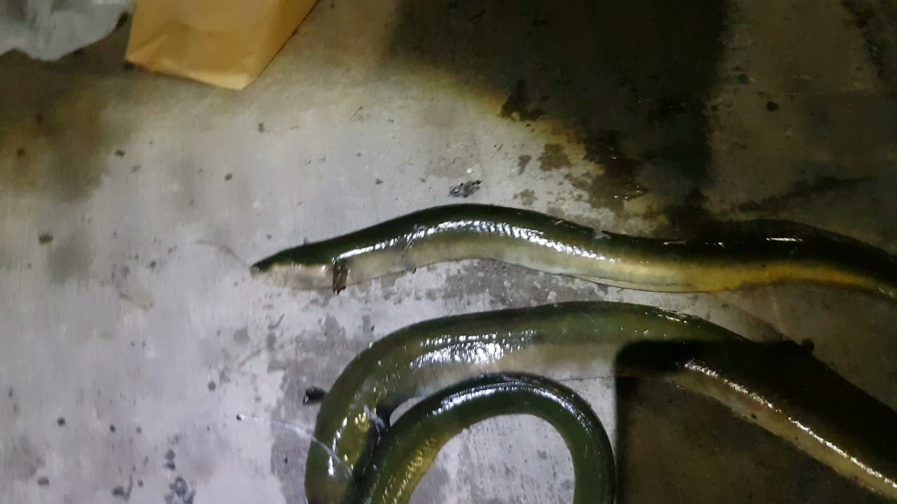 바다장어 싸이즈 1.2미터 .무게는 5 파운드.잡아보셨나요