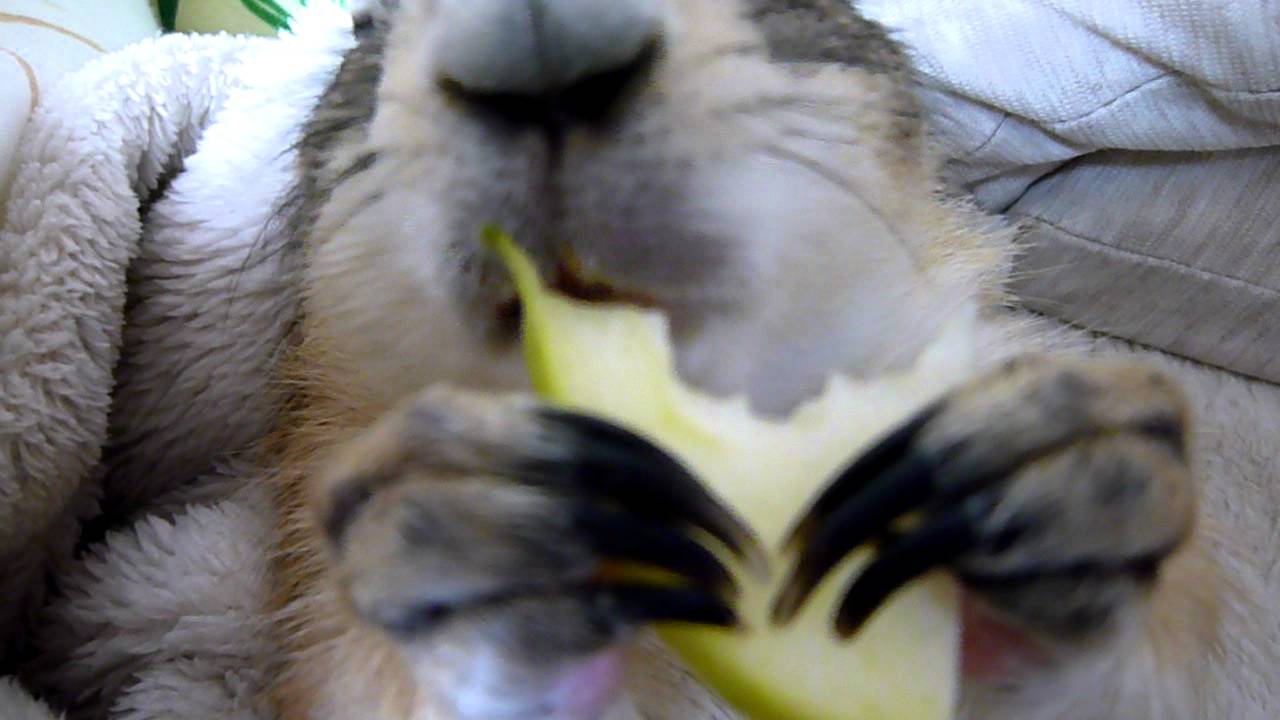 寝ながら食べて、食べ終わったら起きるプレーリードッグ