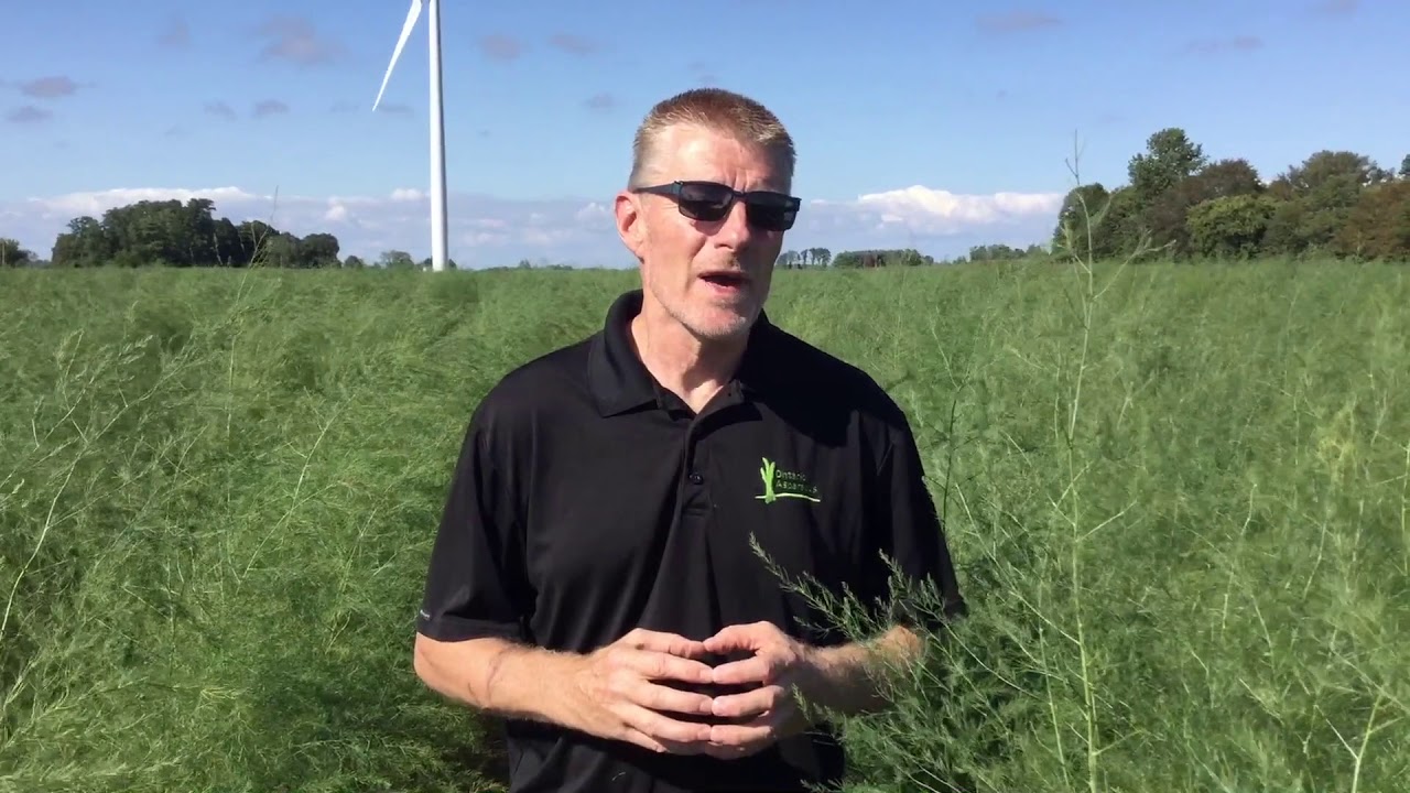 Guelph Millennium Asparagus