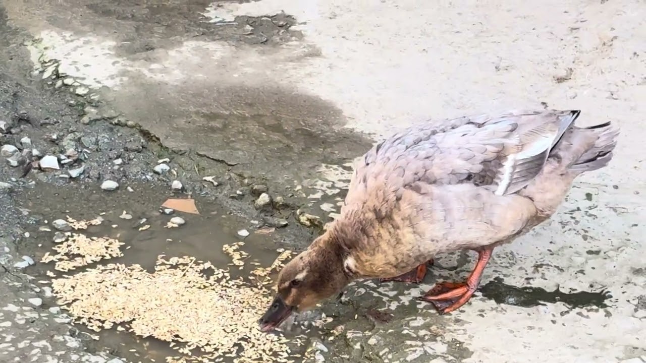 Duck attacking me! Welcome to 2026