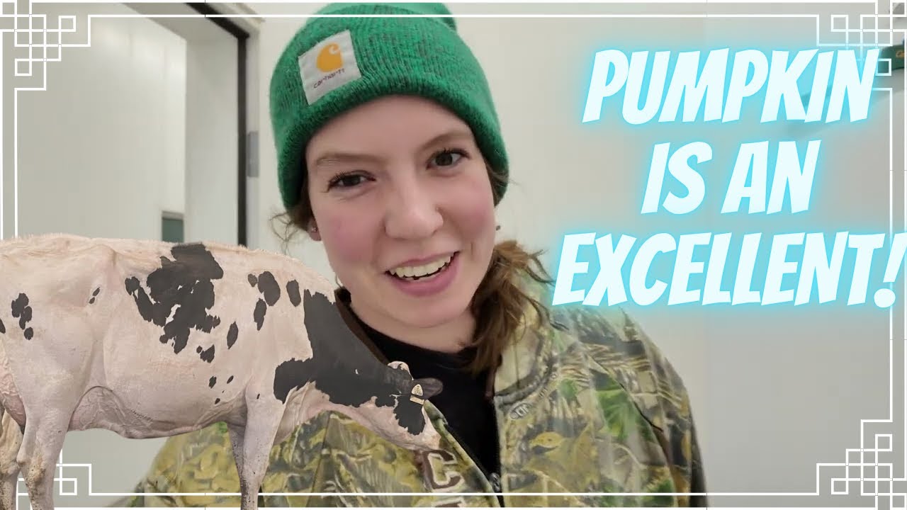 Pumpkin Goes Excellent and FINALLY Baby Goats! (Part 1)