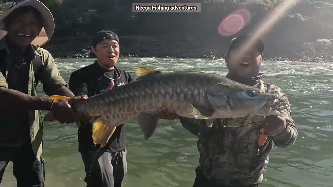Golden Mahseer 17kg Kameng River Arunachal Pradesh INDIA, 3rd Catch of the Trip 🎣 Kameng River 