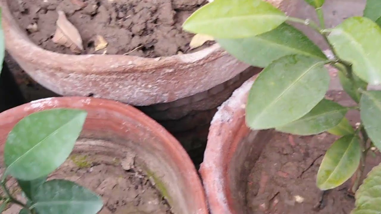 orange plants# orange from seeds# how to grow orange plant/mere plants