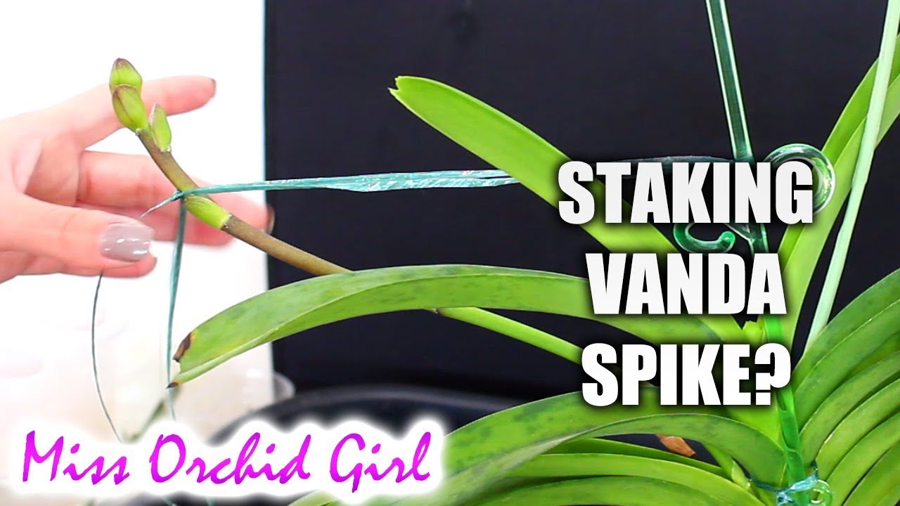 How to stake a Vanda Orchid flower spike